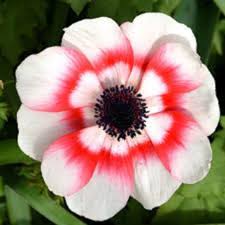 Bulbi de Anemone "Bicolor", 10 bucati
