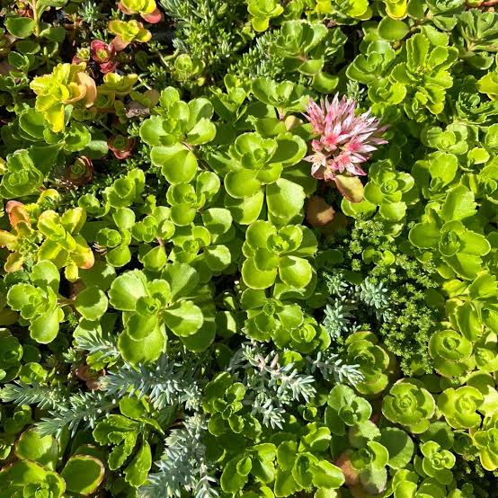 Sedum la ghiveci