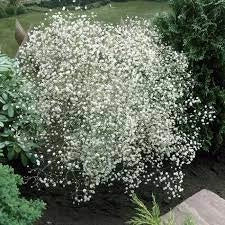 Semințe de Floarea Miresei , 0.5 gr