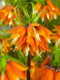 Bulbi de Fritillaria "Orange Beauty", 1 Bucata