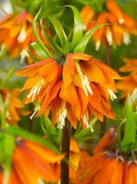 Bulb de Fritillaria "Orange Beauty"