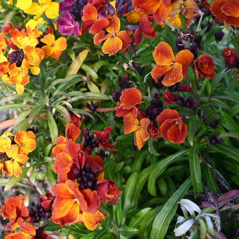 Semințe de Micșunele