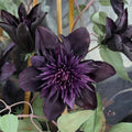 Clematis "Immoral Allure"
