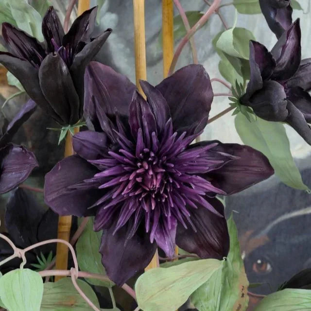 Clematis "Immoral Allure"