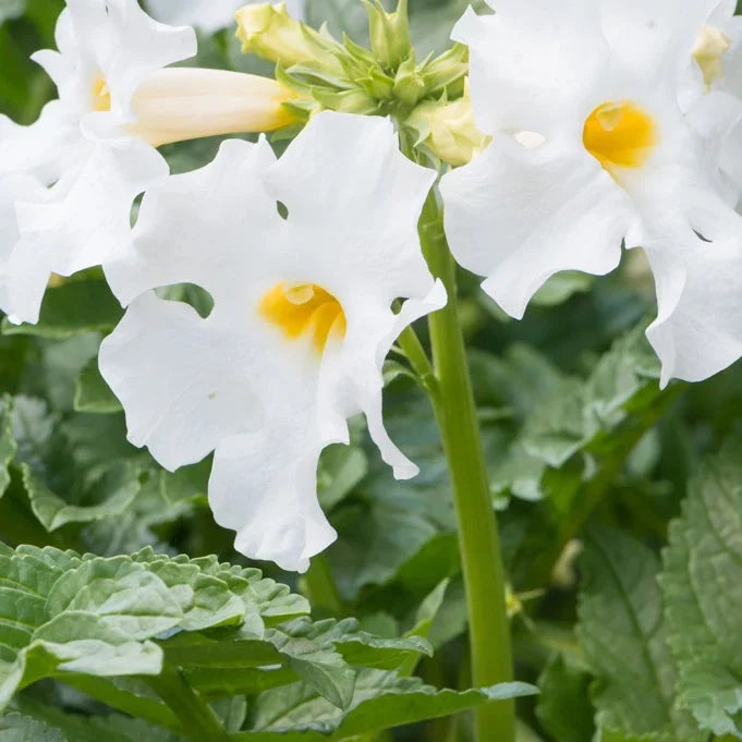 Gloxinia de Grădină "Snowtop 2 jarig"