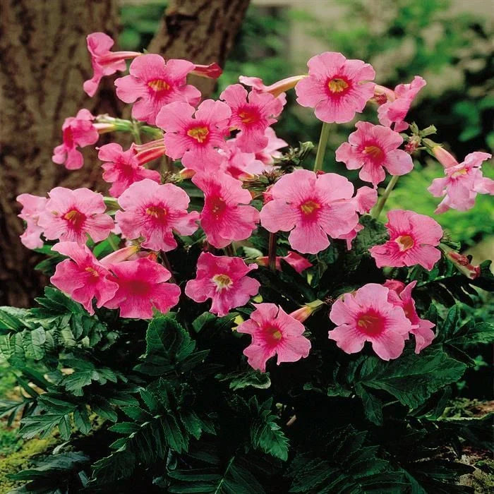 Gloxinia de Grădină "Incarvillea Delavayi 2 jarig"