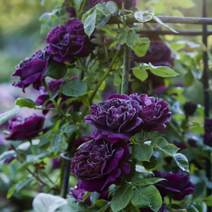 Trandafir Urcător "Indigo" la ghiveci