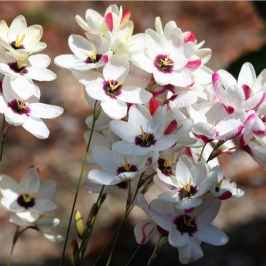 Bulbi de Ixia "Spotlight", 3 Bucati
