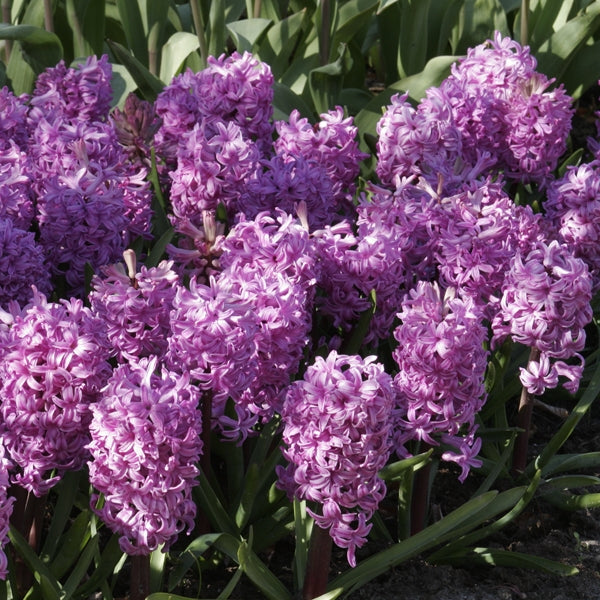 Bulbi de Zambile „Amethyst” 2 buc – bulbi de flori, fotografia 4 | Regatul Plantelor