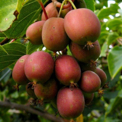 Kiwi „Actinidia arguta Geneva” la ghiveci – arbust fructifer | Regatul Plantelor
