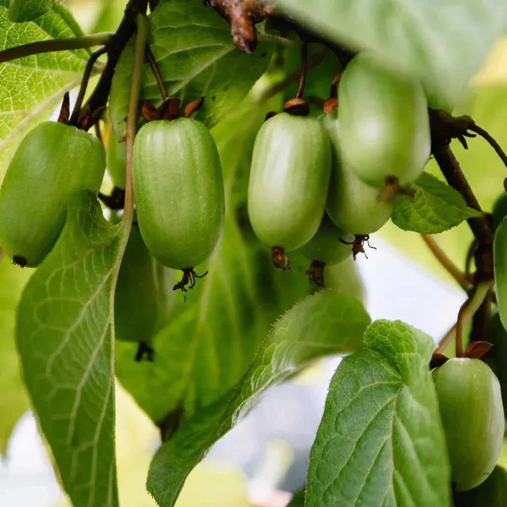 Kiwi ”Actinidia Kolomikta”
