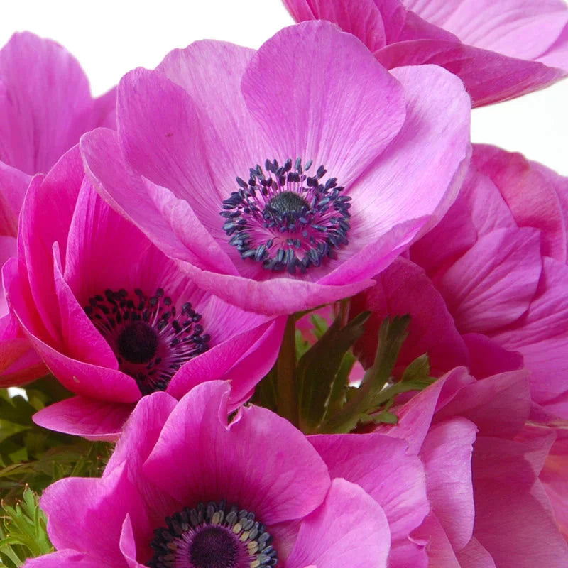 Bulbi de Anemone "Sylphide", 10 bucati