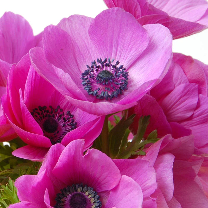Bulbi de Anemone "Sylphide", 5 Bucati
