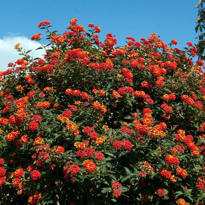 Lantana Portocalie