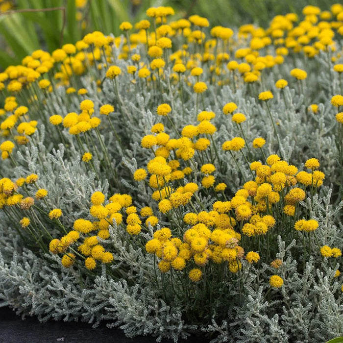 Lavanda de Bumbac