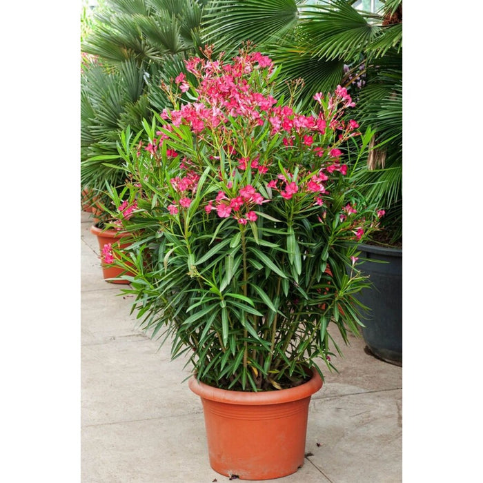 Leandru Roz, Nerium Oleander
