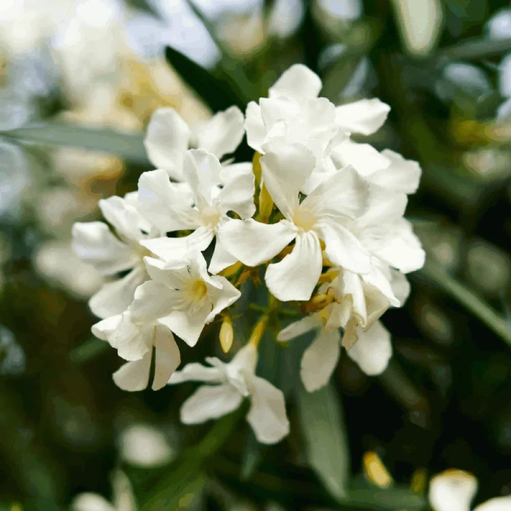 Leandru Alb ”Nerium Oleander”