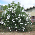 Leandru Alb ”Nerium Oleander”