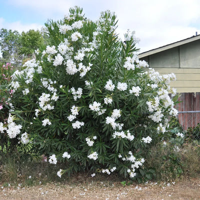 Leandru Alb „Nerium Oleander” – plantă ornamentală | Regatul Plantelor
