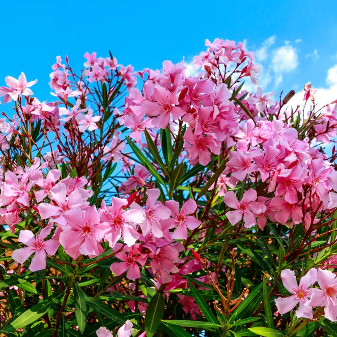 Leandru Roz, Nerium Oleander