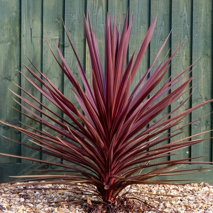 Cordyline "Red Star"