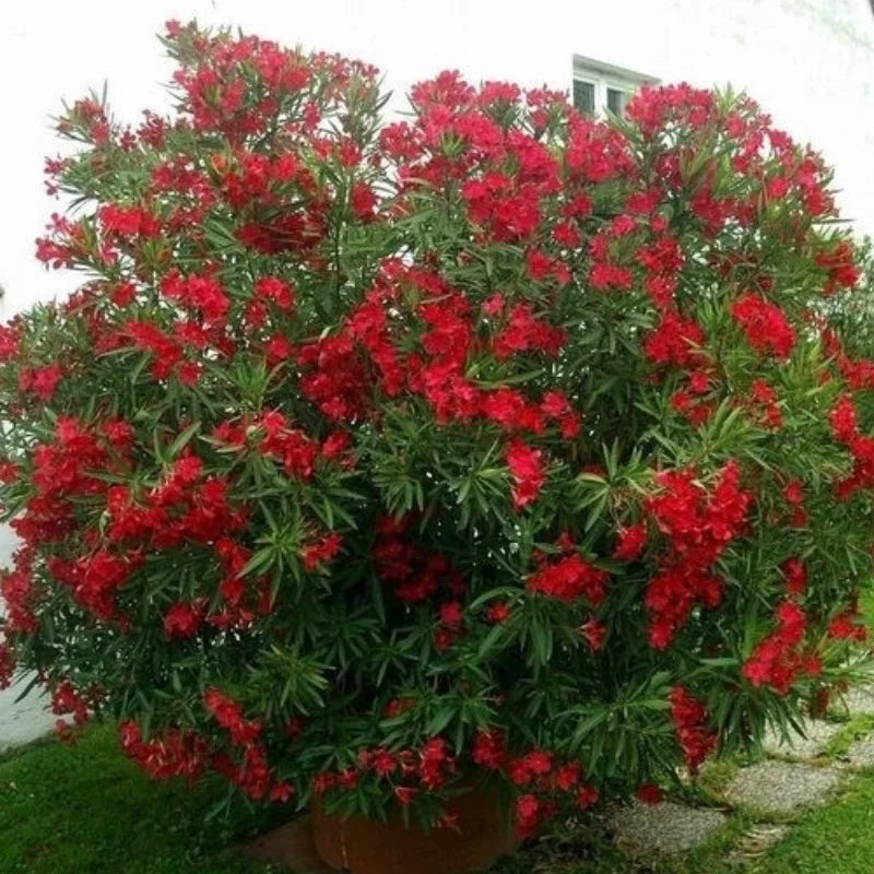 Leandru Roșu ”Nerium Oleander”