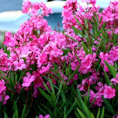 Leandru Roz „Nerium Oleander” – plantă ornamentală | Regatul Plantelor