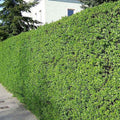Lemn câinesc (Gard viu) ”Ligustrum vulgare”