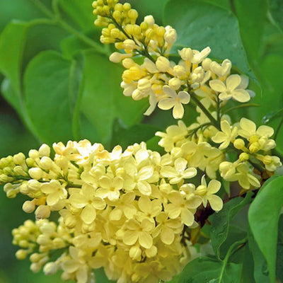 Liliac Galben „Syringa Vulgaris Yellow” – plantă ornamentală | Regatul Plantelor