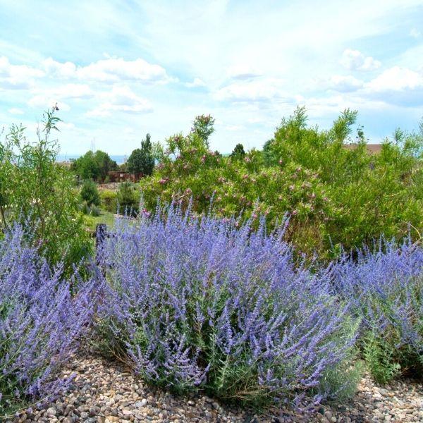 Salvie Ruseasca "Little Spire"