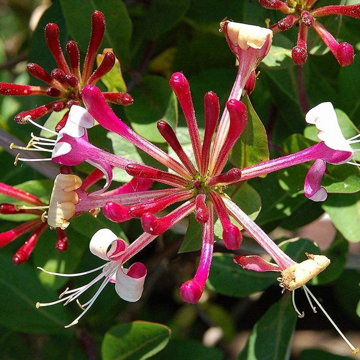 Mana Maicii Domnului "Lonicera Jap. Red World", la ghiveci P9