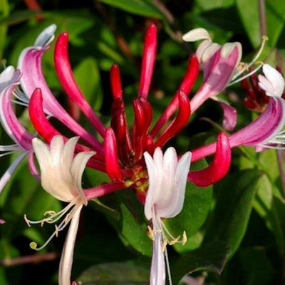 Mâna Maicii Domnului „Lonicera Jap. Red World” – plantă ornamentală | Regatul Plantelor