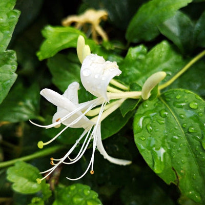 Mâna Maicii Domnului „Lonicera Caprifolium” – plantă ornamentală | Regatul Plantelor