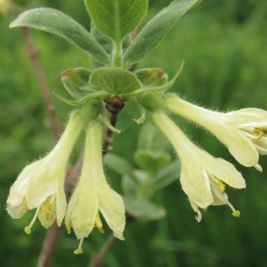 Mana Maicii Domnului " Lonicera c. Blue Velvet"