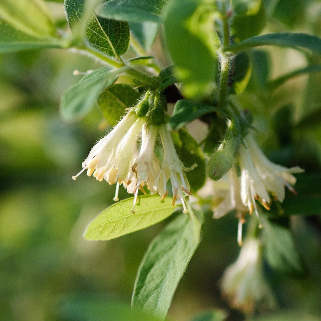 Mana Maicii Domnului " Lonicera c. Blue Velvet"