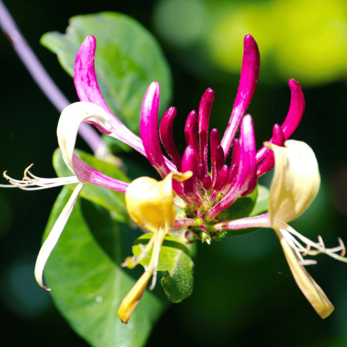 Mana Maicii Domnului "Lonicera Jap. Red World", la ghiveci P9