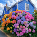 Pachet Hortensia "Luminescence" mixt 10 buc