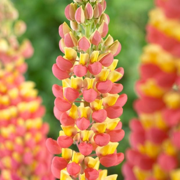 Bulbi de Lupine "Apricot", Galben, 2 Bucati