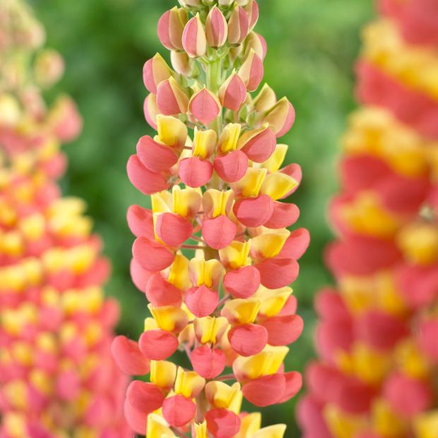 Bulbi de Lupine "Apricot", Galben, 2 Bucati