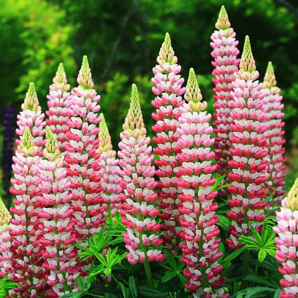 Cafeluta "Lupinus The Chatelaine", 2 Bucati