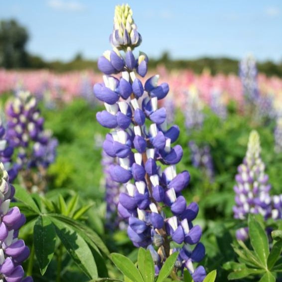 Bulbi de Lupine, Blue, 2 Bucati