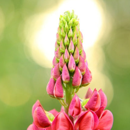 Bulbi de Lupine, Roz-Galben, 2 Bucati