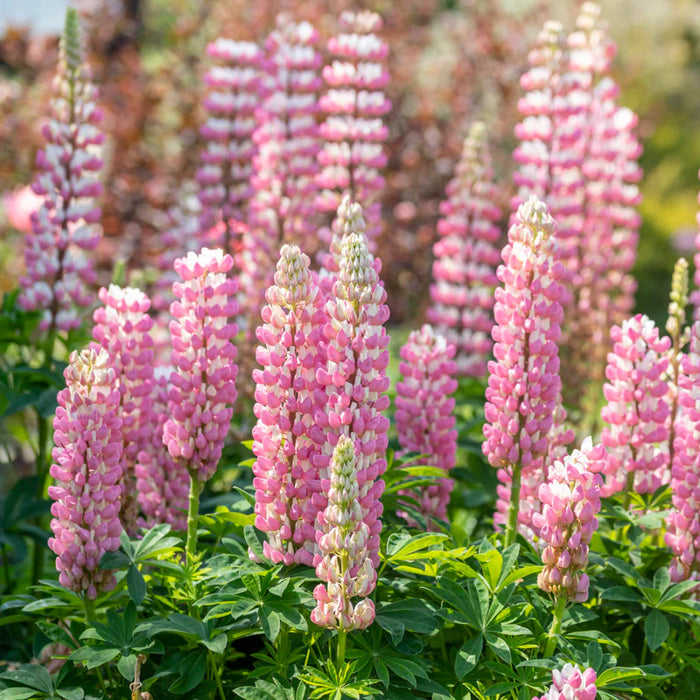 Cafeluta "Lupinus The Chatelaine"