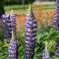 Bulbi de Lupine, Blue, 2 Bucati