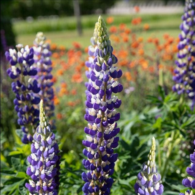 Bulbi de Lupine, Blue, 2 Bucati