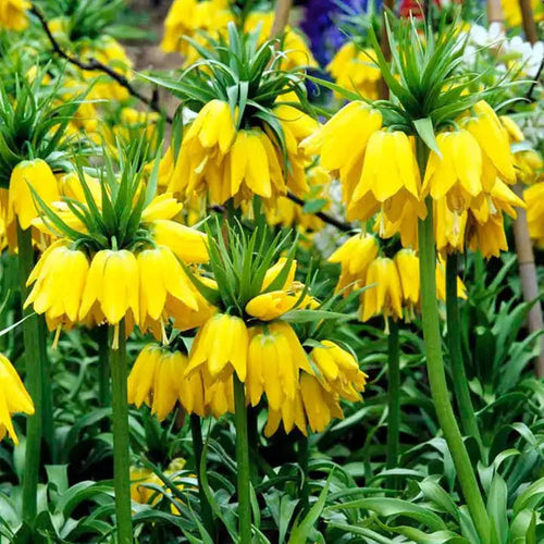 Bulbi de Fritillaria "Prolifera Imperialis"