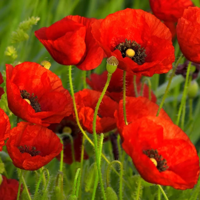 Mac Oriental "Papaver orientale"