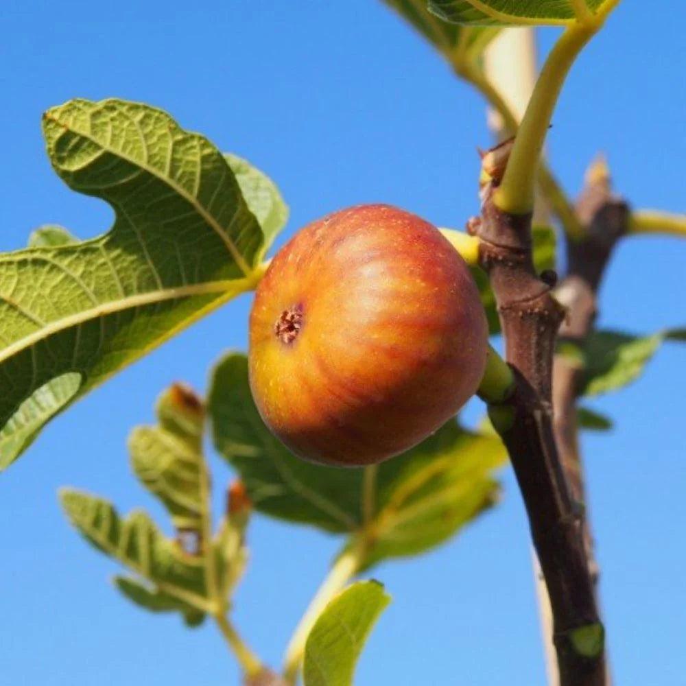 Smochin "Madelaine" la ghiveci