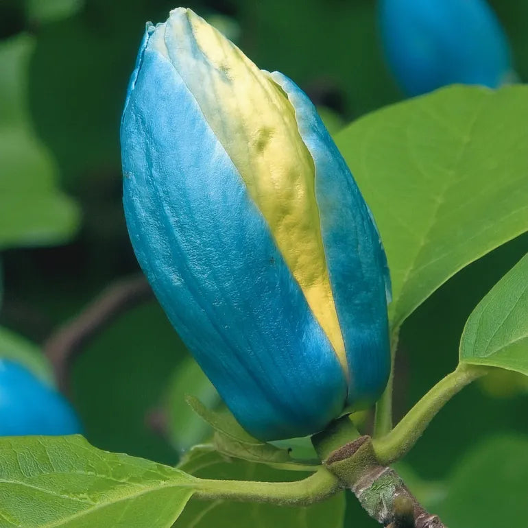 Magnolia "Blue Opal" la ghiveci