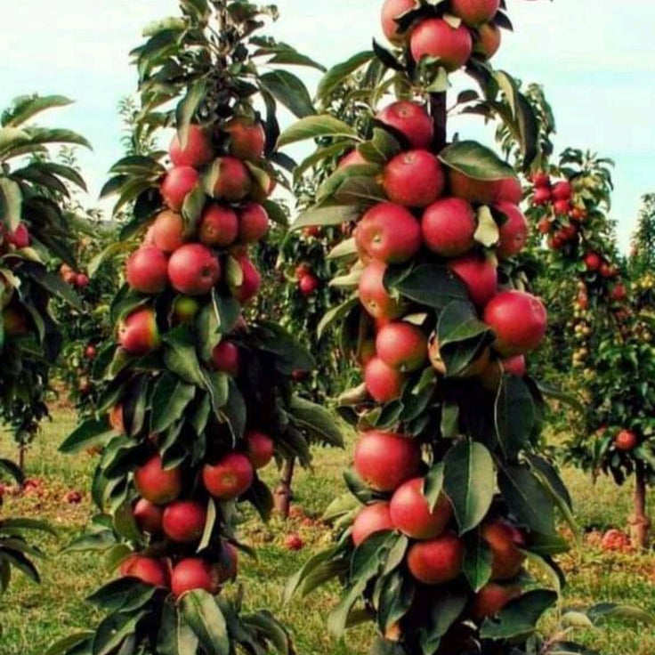 mar columnar de toamna